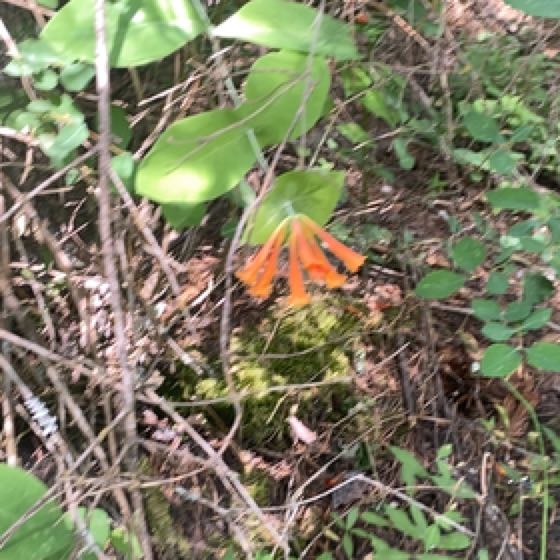 Photo of the plant species Orange Honeysuckle by @BuoyantRye9 named Lavender on Greg, the plant care app