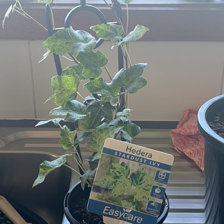 Photo of the plant species Royal Hustler Ivy by Aiden named Hedra on Greg, the plant care app