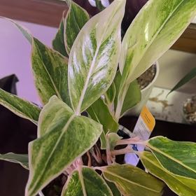 Photo of the plant species Chinese Evergreen 'Pink Siam' by @ProudRanunculus named Marley on Greg, the plant care app