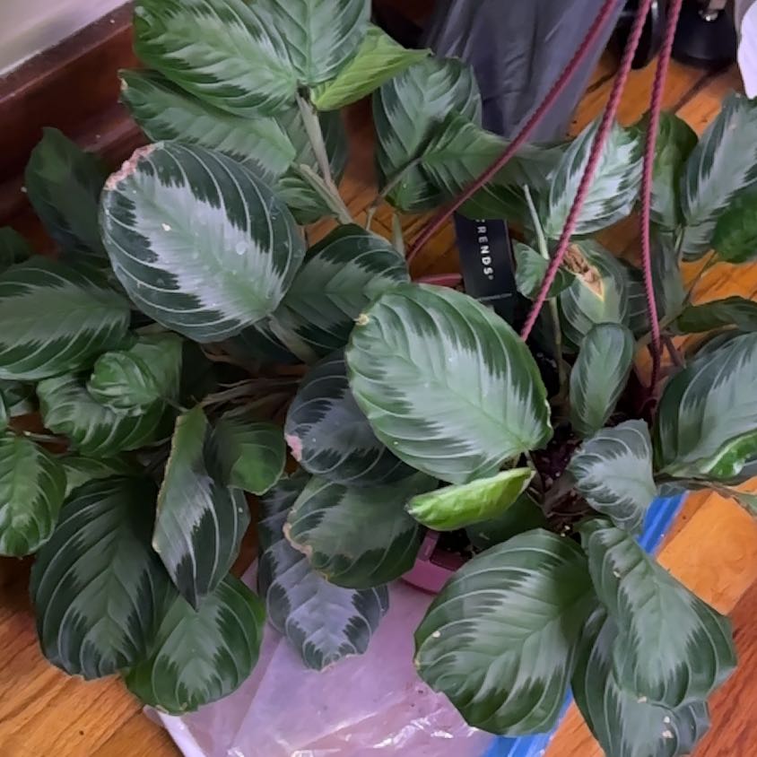 Photo of the plant species Maranta 'Silver Band' by @ProudRanunculus named Quiksilver on Greg, the plant care app