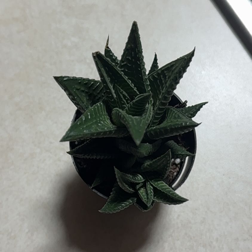 Photo of the plant species Haworthia limifolia by @SelectPurei81 named Demi on Greg, the plant care app