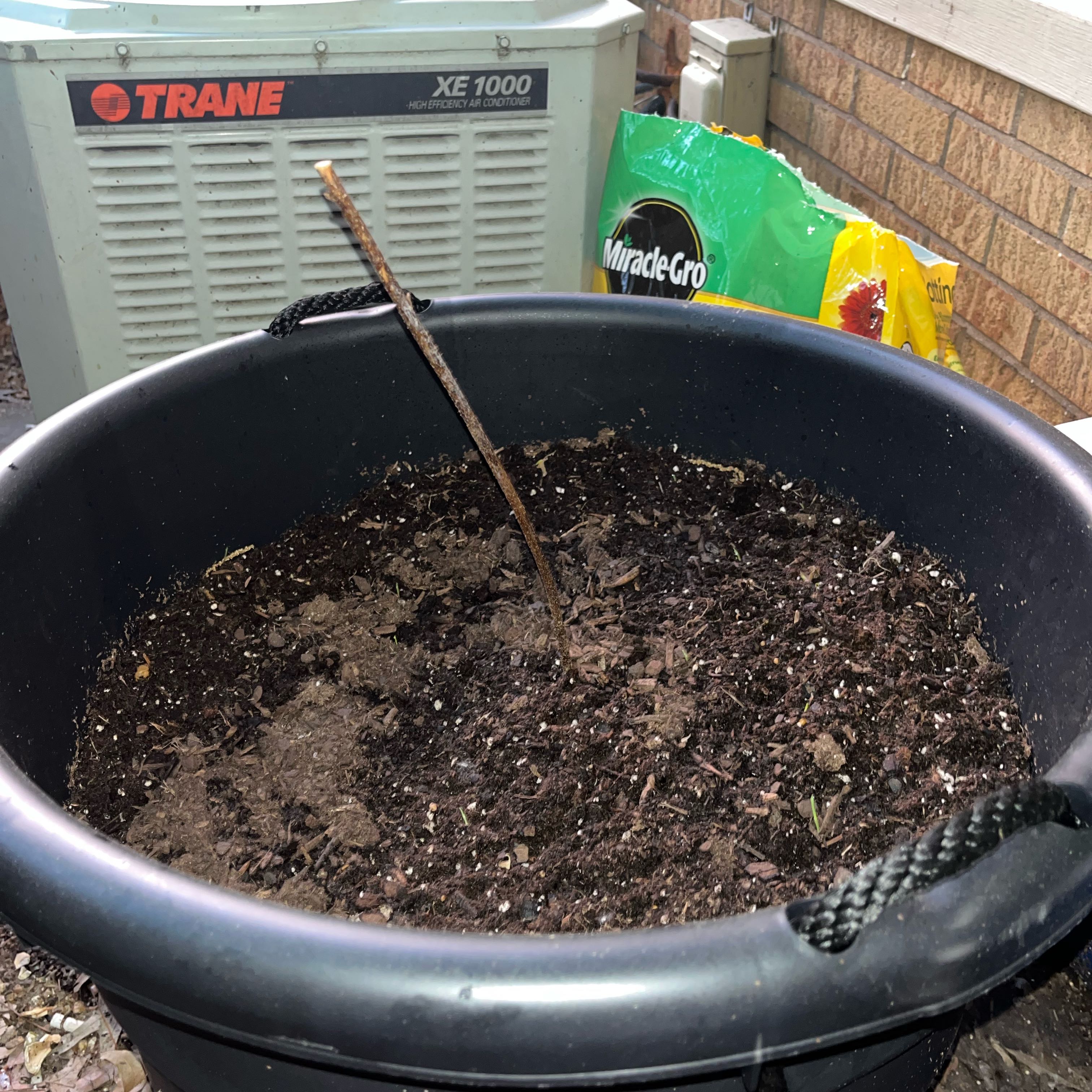 Photo of the plant species Royalty Raspberry Bush by @ExecMint22 named Leonardo on Greg, the plant care app