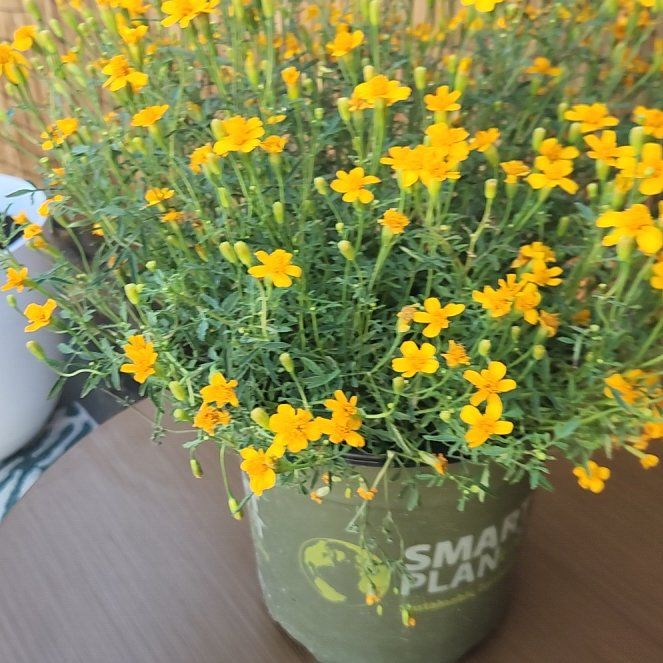 Photo of the plant species Dwarf Marigold by @SirAvocado14 named Rosa on Greg, the plant care app