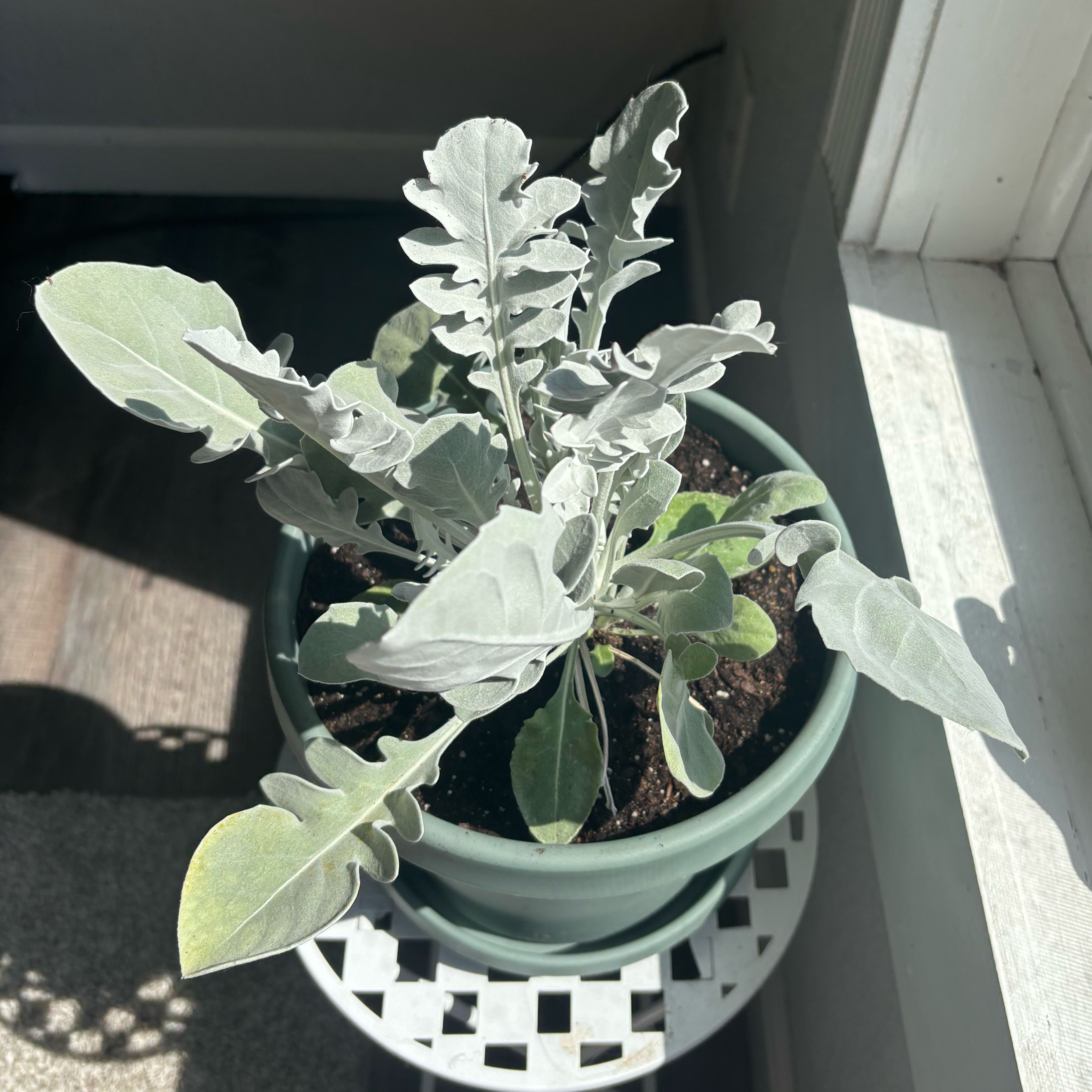 Photo of the plant species Silver Swirl by @CosmicIvy23 named Faye on Greg, the plant care app