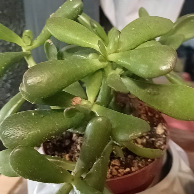 Photo of the plant species Compact Jade by @phytologyfan named Beckham on Greg, the plant care app