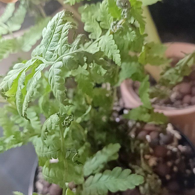 Photo of the plant species Oak Fern by @phytologyfan named Peter Parker on Greg, the plant care app