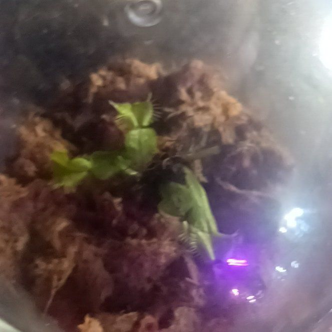 Photo of the plant species Venus Flytrap 'Dentate Traps' by @phytologyfan named Dax on Greg, the plant care app