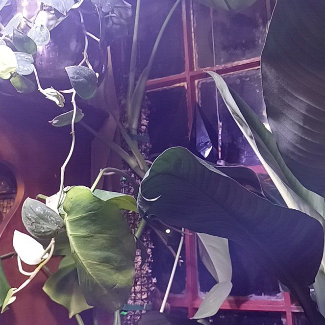 Photo of the plant species Monstera Borsigiana by @phytologyfan named Hyde on Greg, the plant care app