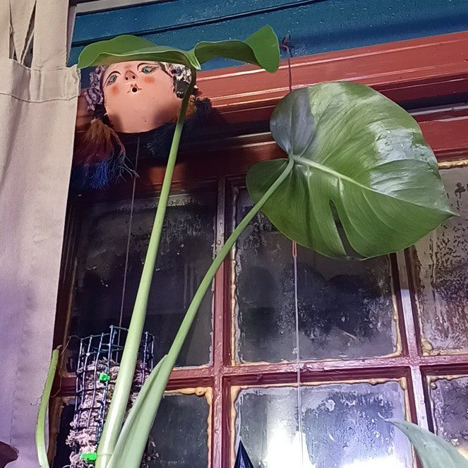 Photo of the plant species Monstera Borsigiana by @phytologyfan named Tall Boy on Greg, the plant care app