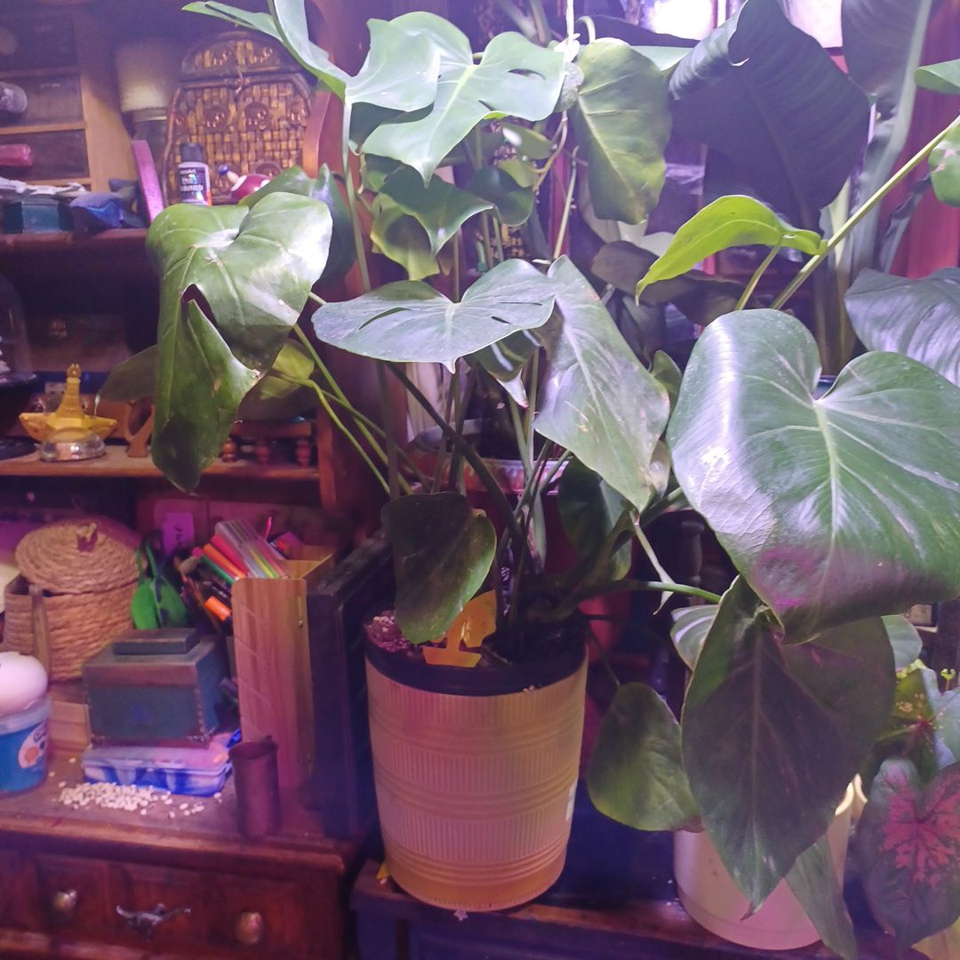 Photo of the plant species Monstera Borsigiana by @phytologyfan named Franky on Greg, the plant care app