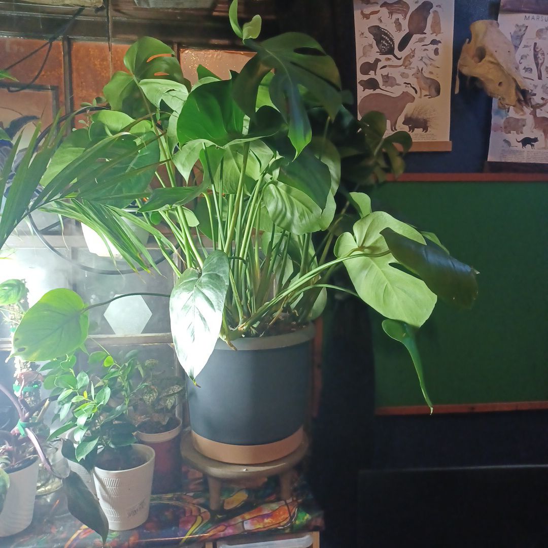 Photo of the plant species Monstera Borsigiana by @phytologyfan named Darwin on Greg, the plant care app