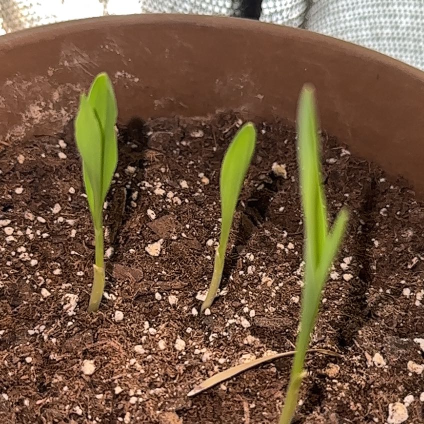 Photo of the plant species Sweet Corn by @Locdnrooted named Sonora on Greg, the plant care app