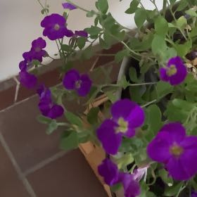 Photo of the plant species Lilacbush by @CuteBlackwattle named Ronaldo on Greg, the plant care app