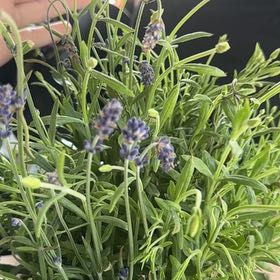 Photo of the plant species English Lavender 'Blue Spear' by @SpicyPlanty76 named Sherlock on Greg, the plant care app