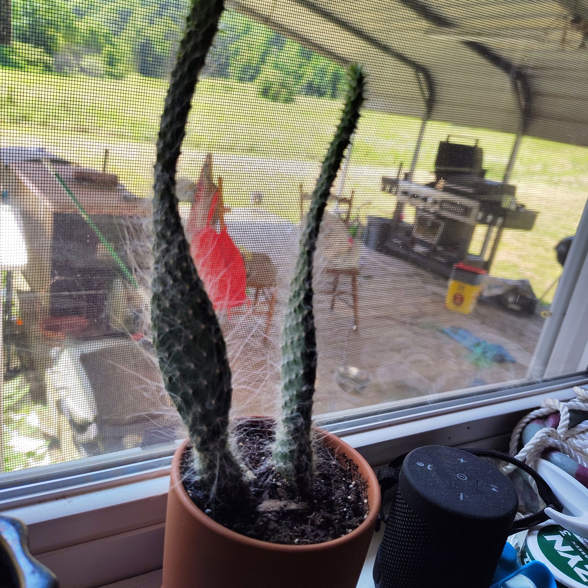 Photo of the plant species Opuntia by @PunchyPersia named Pinchazo flaco on Greg, the plant care app