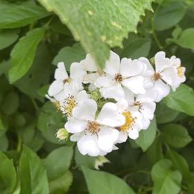 Photo of the plant species Multiflora Rose by @ZealMaleberry28 named Stella on Greg, the plant care app