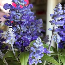 Photo of the plant species Salvia by @HolyUrnplant34 named Sproutacus on Greg, the plant care app