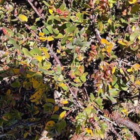 Photo of the plant species Manzanita by @HighBasil91 named Nithin on Greg, the plant care app