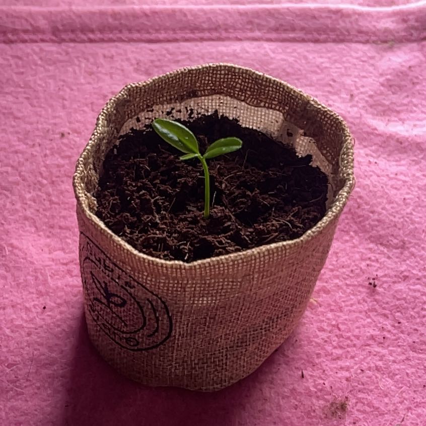 Photo of the plant species Clementine by @PromptCapemay19 named Hemingway on Greg, the plant care app