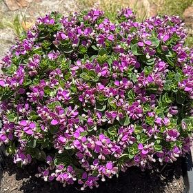 Photo of the plant species Sweet Pea Shrub 'Bibi Pink' by @ForcefulCosmo47 named Marley on Greg, the plant care app