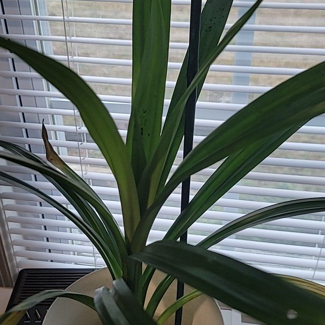 Photo of the plant species Pandan by @EminentKohekohe named Pandan on Greg, the plant care app