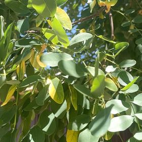 Photo of the plant species Tipa by @RootedRosemoss named Demi on Greg, the plant care app