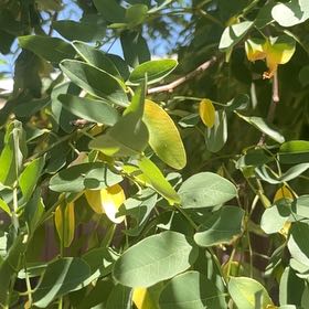 Photo of the plant species Tipa by @RootedRosemoss named Duke on Greg, the plant care app