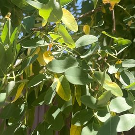 Photo of the plant species Tipa by @RootedRosemoss named Aria on Greg, the plant care app
