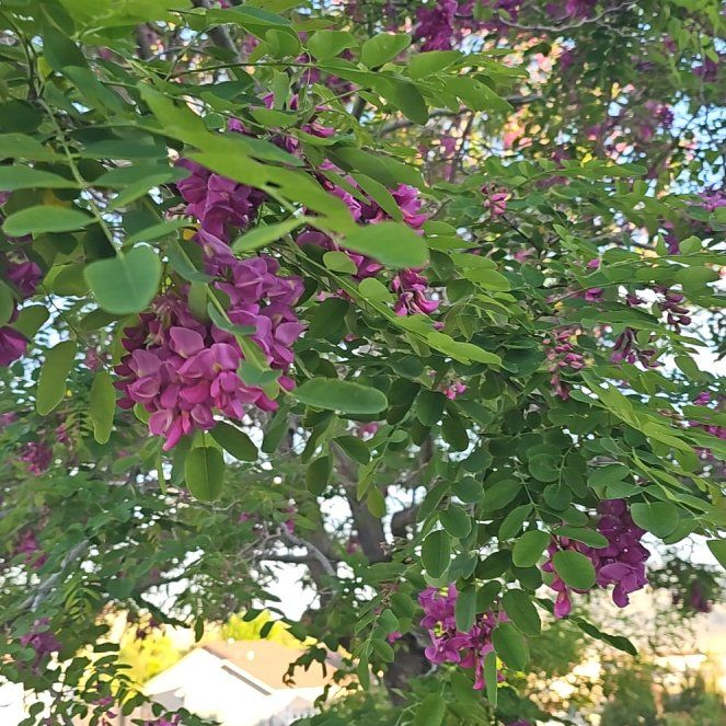 Photo of the plant species Bristly Locust by @BuffArecapalm75 named da Vinci on Greg, the plant care app