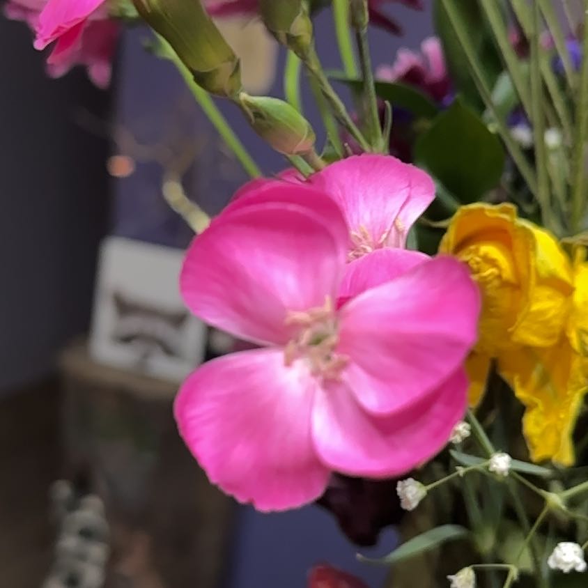 Photo of the plant species Lindley's Clarkia by @JoyfulFirebush named Tolkien on Greg, the plant care app