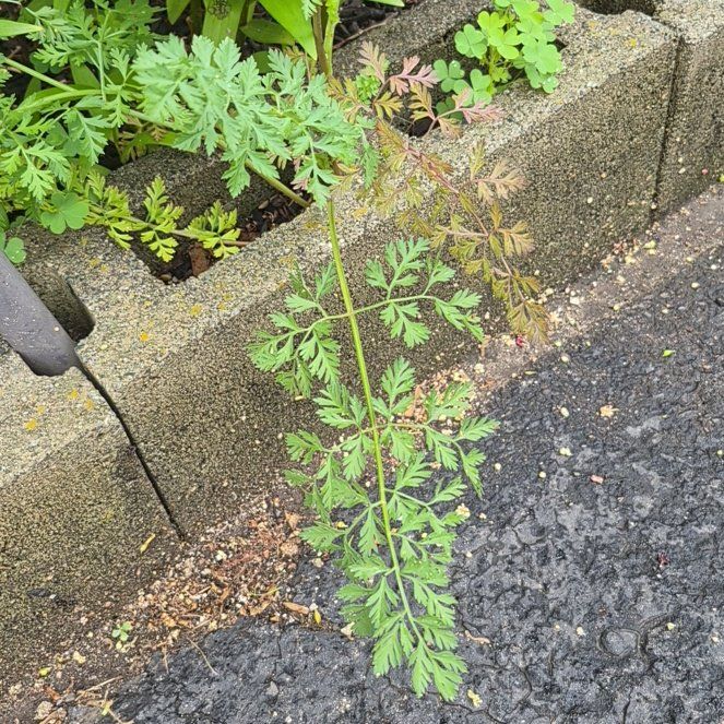 Photo of the plant species Wild Carrot by @FinestPalmier98 named Walt on Greg, the plant care app