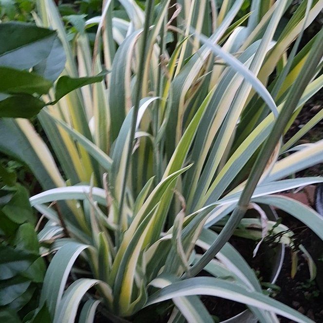 Photo of the plant species New Zealand Flax by @FinestPalmier98 named Baesil on Greg, the plant care app