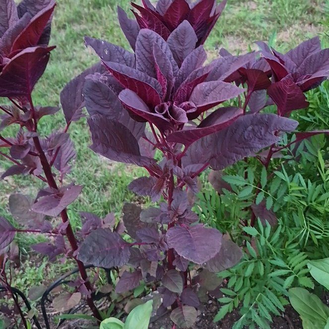 Photo of the plant species Blood Amaranth by @FinestPalmier98 named Dolores on Greg, the plant care app