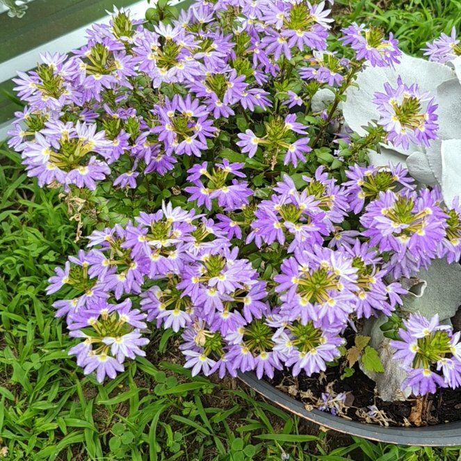 Photo of the plant species Fairy Fan-Flower by @FinestPalmier98 named Aristotle on Greg, the plant care app