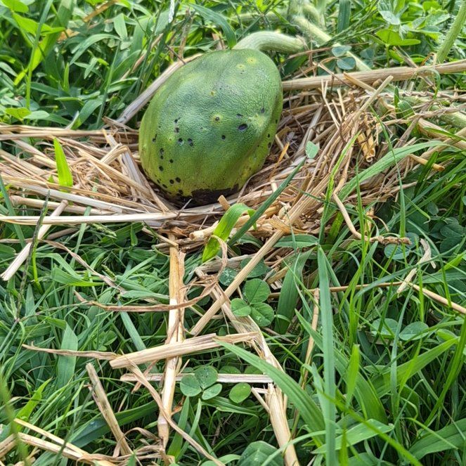 Photo of the plant species Watermelon by @FinestPalmier98 named Bruce Lee on Greg, the plant care app
