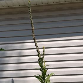 Photo of the plant species Mullein by @VirtuousNoni66 named Orlando Bloom on Greg, the plant care app