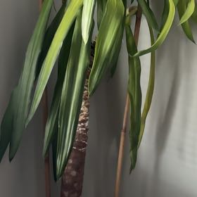 Photo of the plant species Dracena by @ProCarrottop90 named Robert Plant on Greg, the plant care app