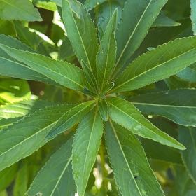 Photo of the plant species Balsam by @IconUrnplant1 named Anne on Greg, the plant care app
