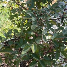 Photo of the plant species Manila Tamarind by @GentleAtom named Shakira on Greg, the plant care app