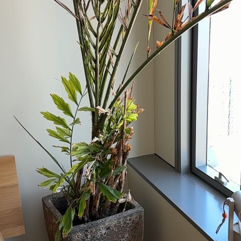 Photo of the plant species Fishtail Palm by @GaietyDamsii83 named Manu on Greg, the plant care app