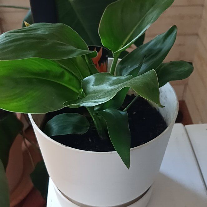 Photo of the plant species Strelitzia 'Kewensis' by @oflow named Captain Plant-it on Greg, the plant care app
