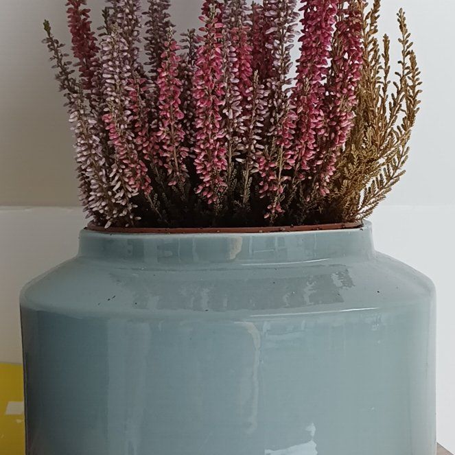 Photo of the plant species Heather by @WisePrasium94 named Elina on Greg, the plant care app