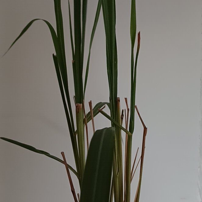 Photo of the plant species Cymbopogon Citratus by @oflow named Michelle Branch on Greg, the plant care app