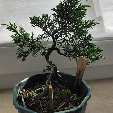 Photo of the plant species Chinese Juniper 'Blue Alps' by @AcePersia70 named Muhammad Ali on Greg, the plant care app