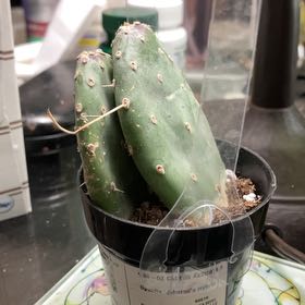 Photo of the plant species Opuntia quitensis 'Johnson's Hybrid' by @SupernalChilli named Petey on Greg, the plant care app