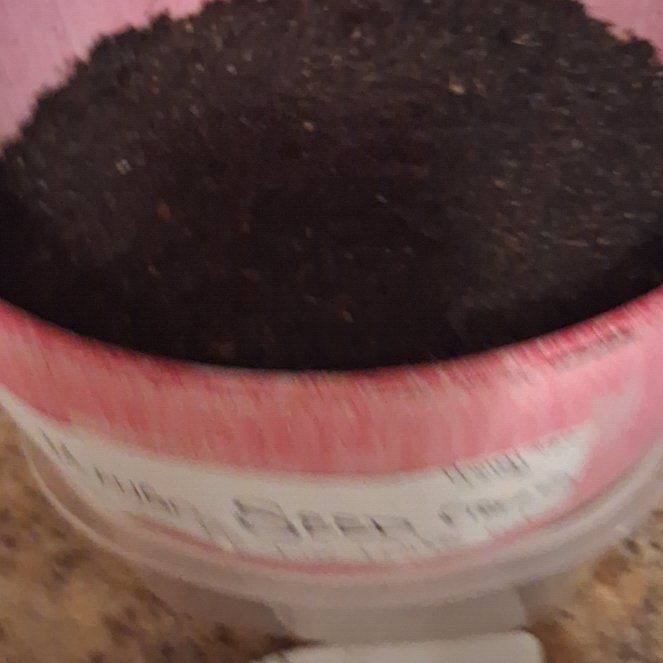 Photo of the plant species Mini Mango Tree by @NewOricad70 named Osmo on Greg, the plant care app