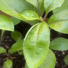 Photo of the plant species Fiery costus by @AbleWildcelery named Forrest on Greg, the plant care app