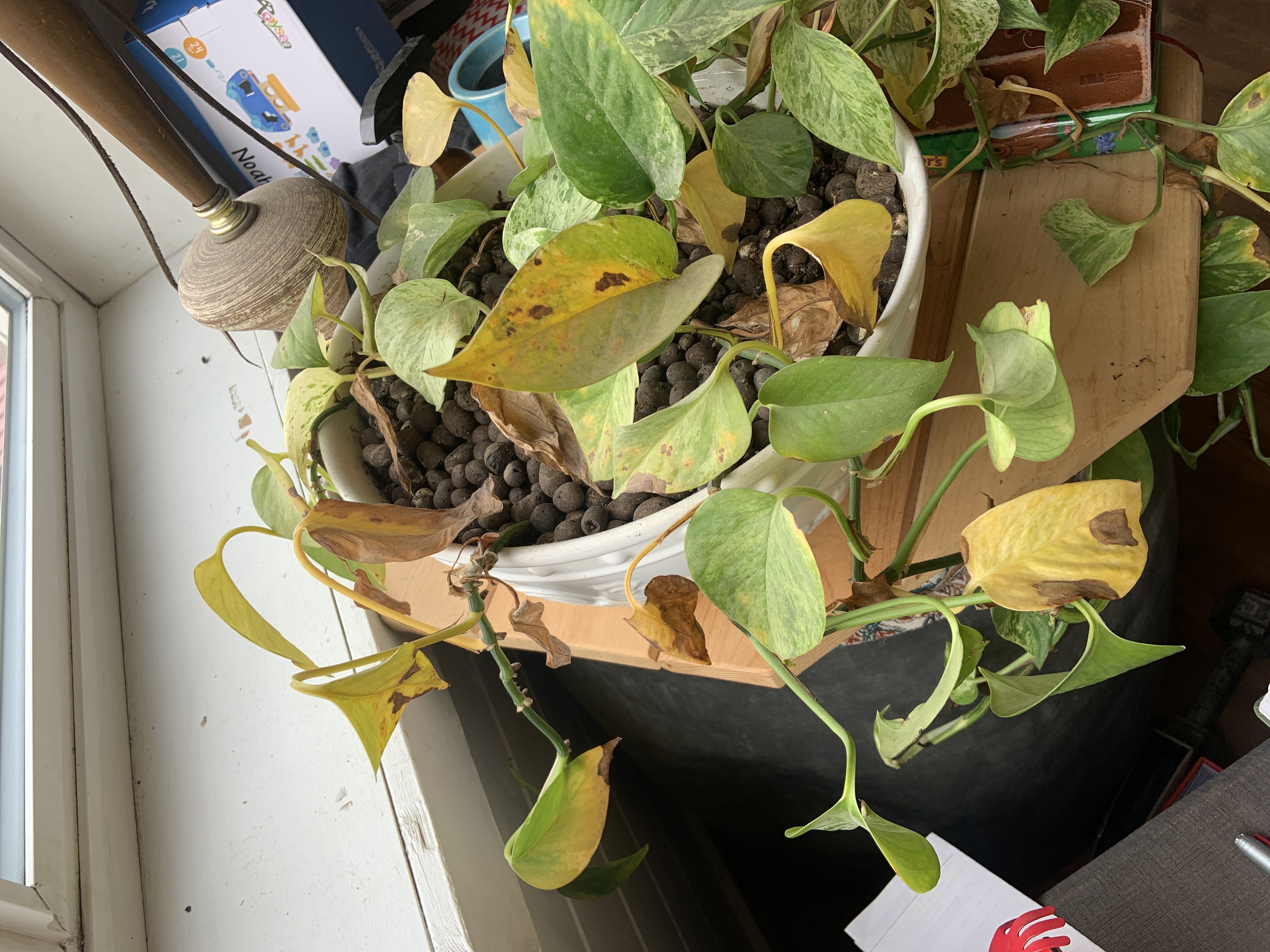 Photo from the post