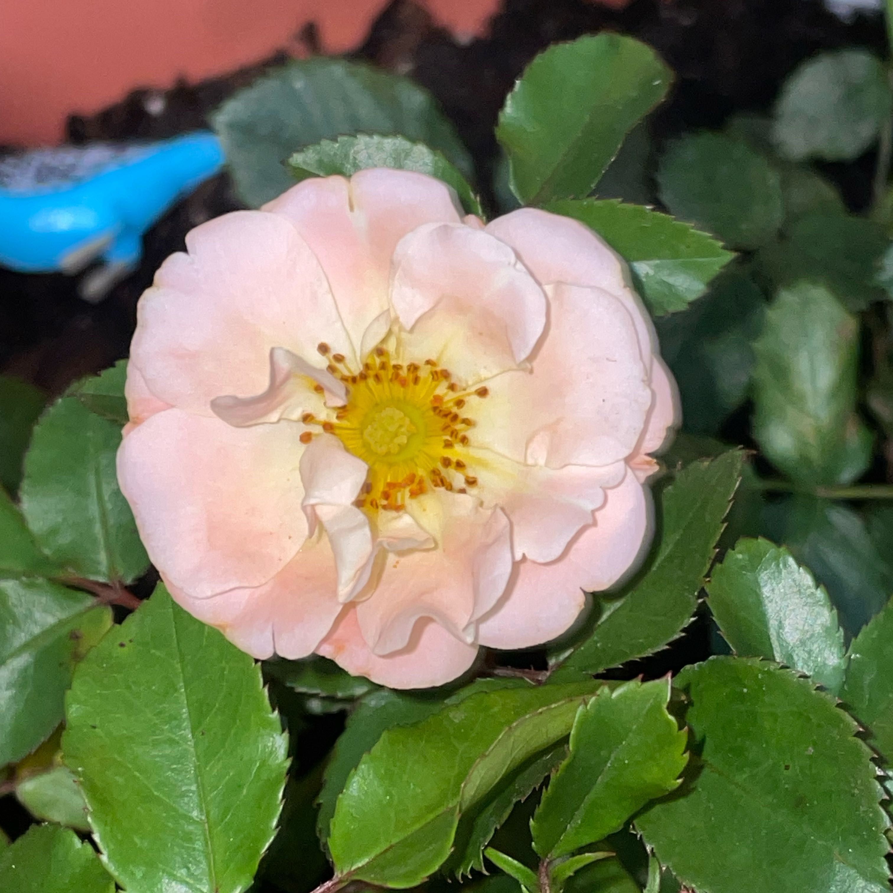 Photo of the plant species Peach Drift Rose by @ZingCowpea41 named Sir Plancelot on Greg, the plant care app