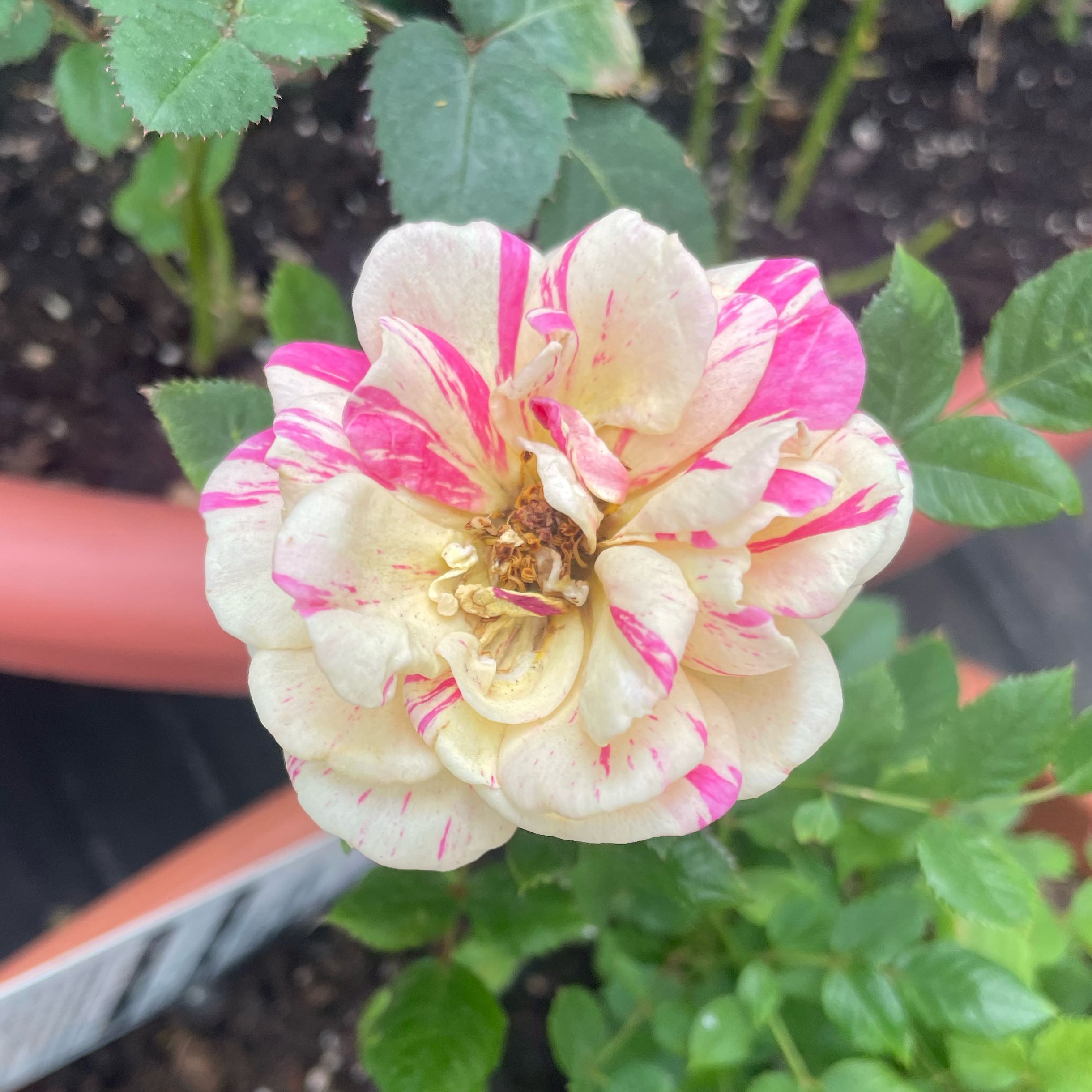 Photo of the plant species Parade Rose by @ZingCowpea41 named Harmony on Greg, the plant care app